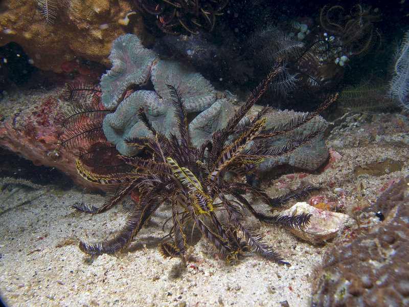 Feather Star, St. Christopher Wreck